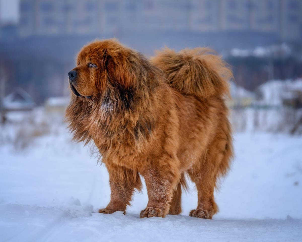 Сибирский мастиф собака фото